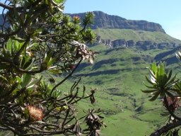 Protea roupelliae subsp. roupelliae flowerheads